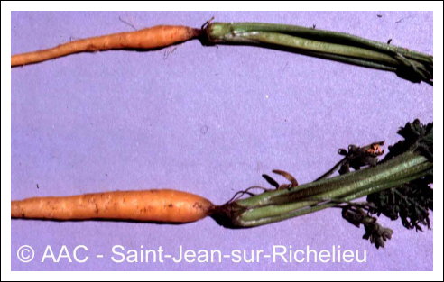 Temp�rature �lev�e