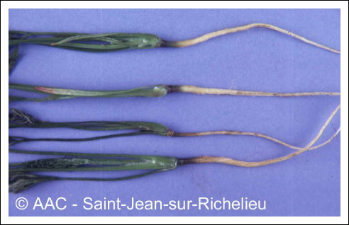 Temp�rature �lev�e