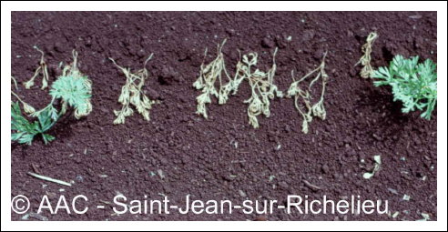 Temp�rature �lev�e