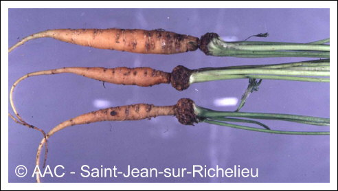 Temp�rature �lev�e