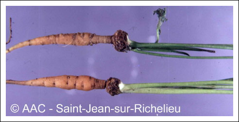 Temp�rature �lev�e