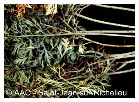 Cercospora carotae (Pass.) Solheim