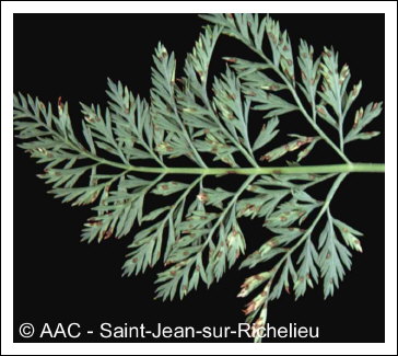 Cercospora carotae (Pass.) Solheim