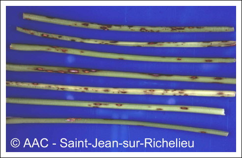 Cercospora carotae (Pass.) Solheim