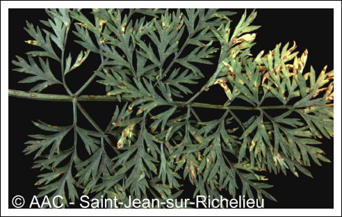 Cercospora carotae (Pass.) Solheim