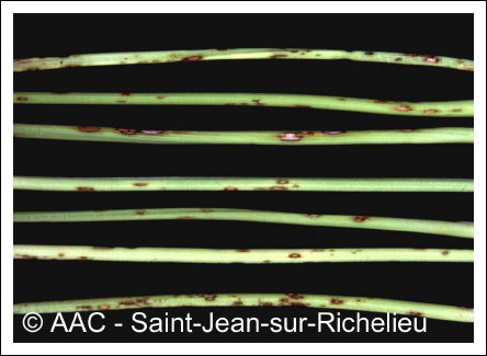 Cercospora carotae (Pass.) Solheim