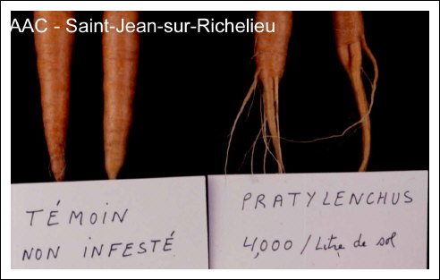 Pratylenchus penetrans  (Cobb) Filip.& Stek.