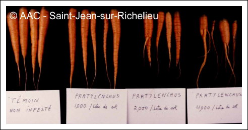 Pratylenchus penetrans  (Cobb) Filip.& Stek.