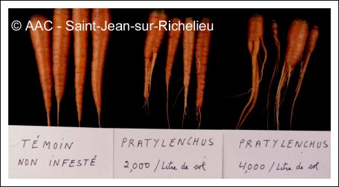 Pratylenchus penetrans  (Cobb) Filip.& Stek.