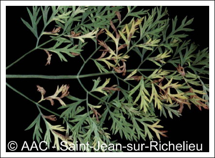 Alternaria dauci (K�hn) Groves & Skolko