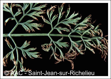 Alternaria dauci (K�hn) Groves & Skolko