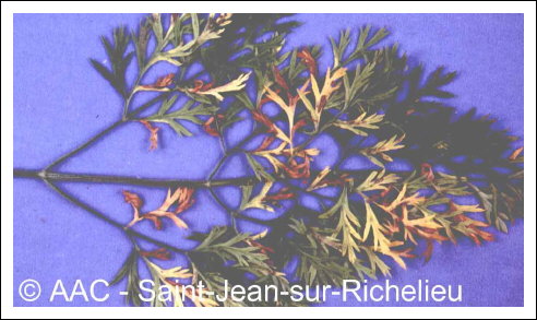 Alternaria dauci (K�hn) Groves & Skolko