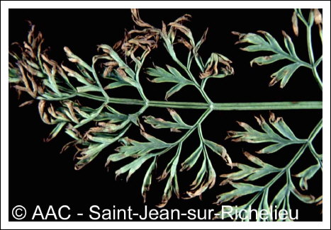 Alternaria dauci (K�hn) Groves & Skolko