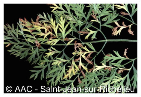 Alternaria dauci (K�hn) Groves & Skolko