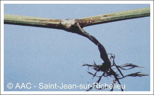 Xanthomonas campestris pv. campestris