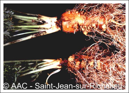 Meloidogyne hapla Chitwood