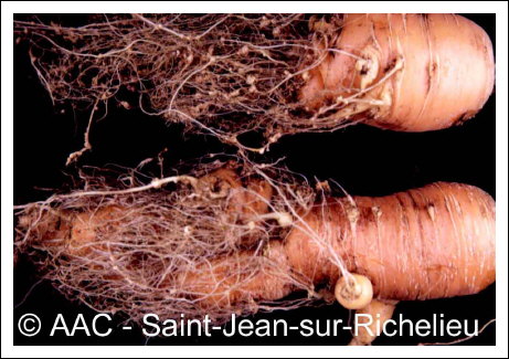 Meloidogyne hapla Chitwood