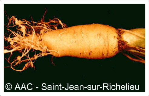 Meloidogyne hapla Chitwood