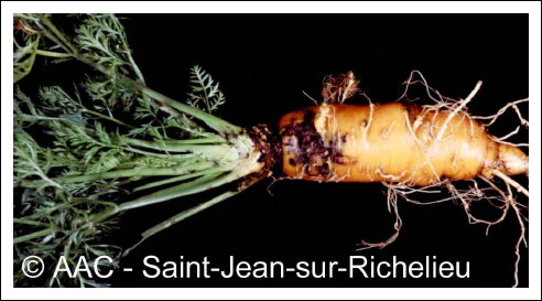 Meloidogyne hapla Chitwood