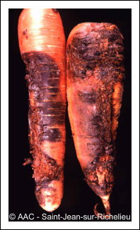 Rhizoctonia crocorum (Pers.:Fr.) DC.