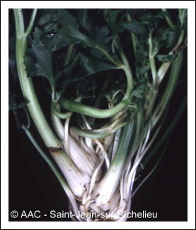 Aster yellows phytoplasma