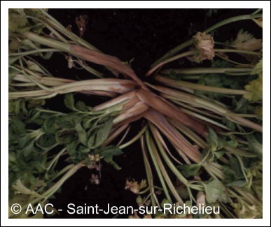 Sclerotinia sclerotiorum (Lib.) de Bary