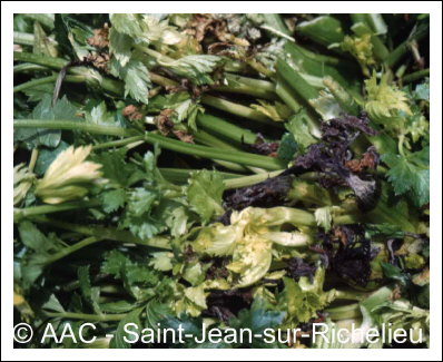 D�s�quilibre hydrique