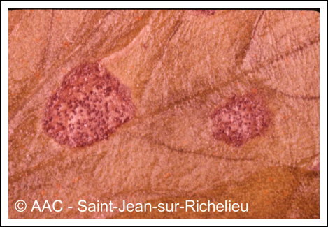 Septoria apiicola Speg.