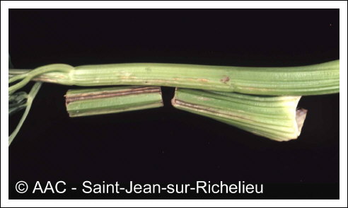 Cucumber mosaic virus