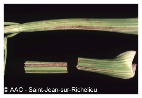 Cucumber mosaic virus