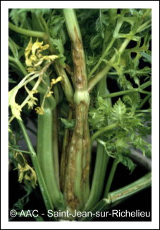 Cucumber mosaic virus
