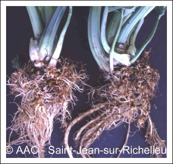 Pratylenchus penetrans (Cobb) Filip.&  Stek.