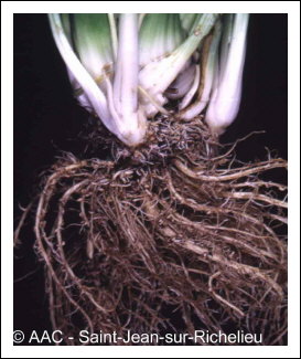 Pratylenchus penetrans (Cobb) Filip.&  Stek.