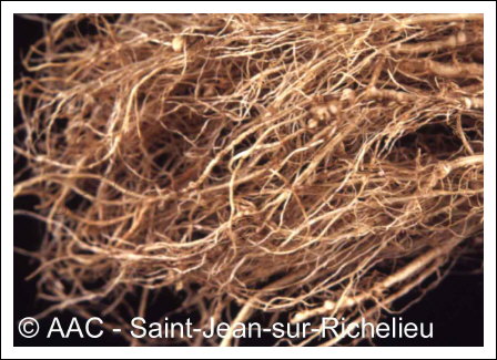 Meloidogyne hapla Chitwood