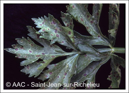 Septoria apiicola Speg.