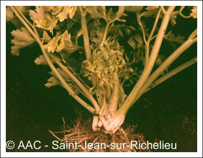 Aster yellows phytoplasma
