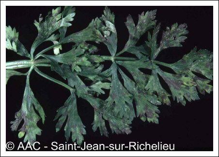 Septoria apiicola Speg.