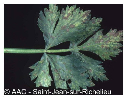 Septoria apiicola Speg.