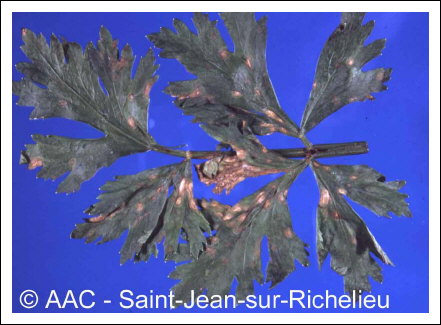 Cercospora apii Fresen.