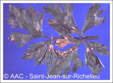 Cercospora apii Fresen.