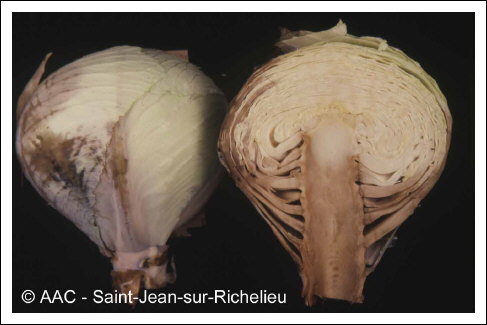 Erwinia carotovora subsp. carotovora 