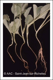 Rhizoctonia solani K�hn