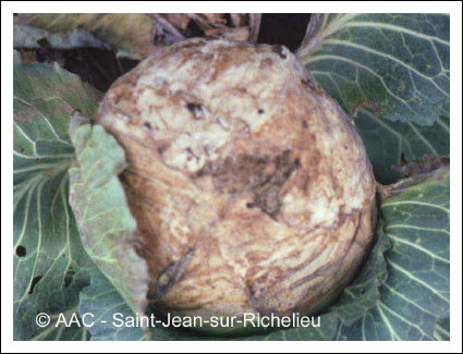 Pourriture scl�rotique