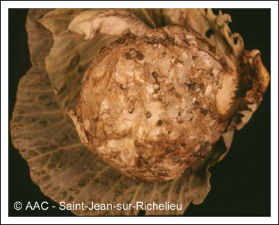 Pourriture scl�rotique