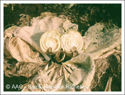 Pourriture scl�rotique