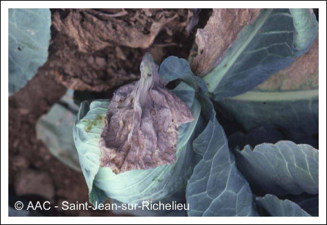 Fusarium oxysporum f. sp. conglutinans 