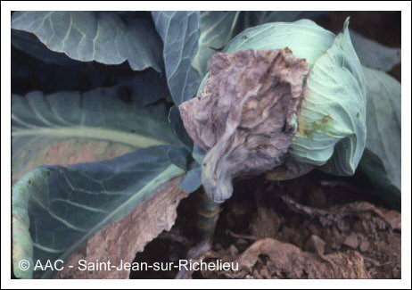 Fusarium oxysporum f. sp. conglutinans