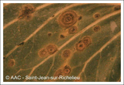 Alternaria brassicae (Berk.) Sacc.