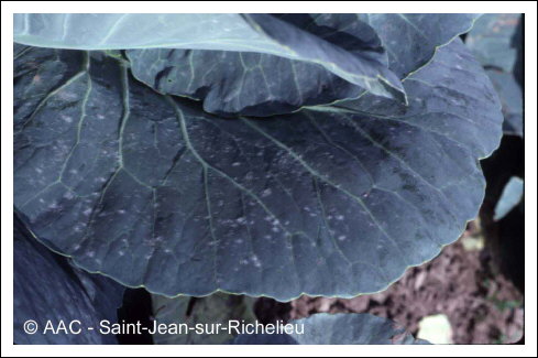 Erysiphe cruciferarum Opiz:L. Junell