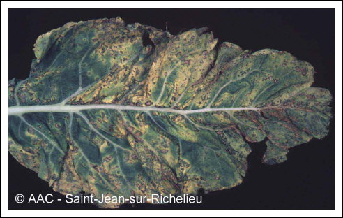 Pseudomonas syringae pv. maculicola (McCull.